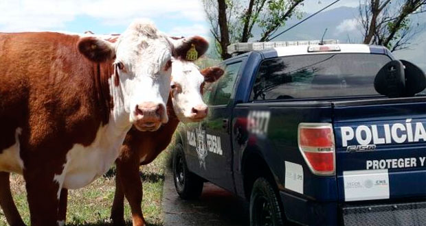 En Huauchinango, PF recupera camión robado con 20 cabezas de ganado