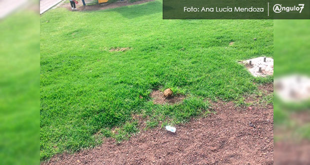 Tiran otros cuatro árboles en zócalo de San Andrés Cholula