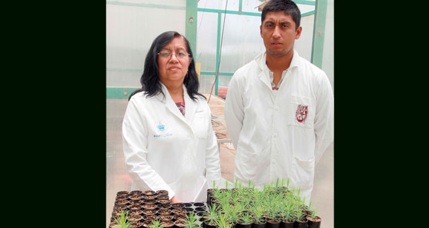 En BUAP generan propuestas de biocontrol en plantas con hongos