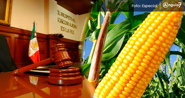 SCJN decidirá si empresas pueden sembrar maíz transgénico en México