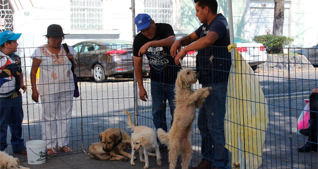 Más de 1,800 mascotas han sido adoptadas en jornadas de Analco