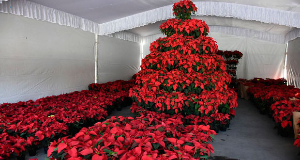 Inauguran venta de Nochebuena en explanada de Cámara de Diputados