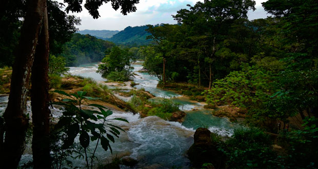 Cascadas de Agua Azul en Chiapas, recuperadas al 100%: Semarnat