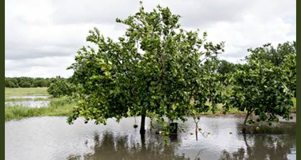 Gobierno pagó 21 mdp a 8,500 productores afectados por tormentas