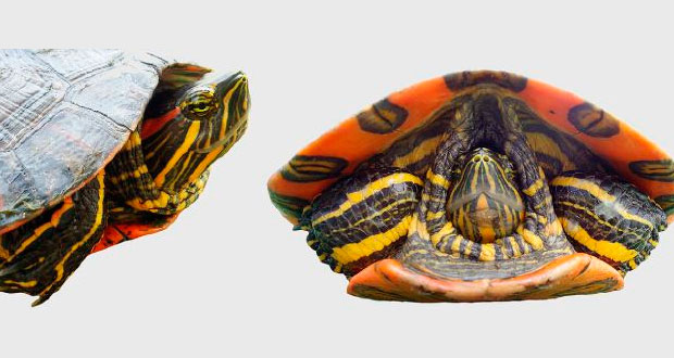 Categorizan nueva especie de tortuga en ríos de Colombia