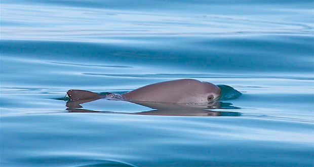 Tras muerte de vaquita marina, concluye operativo de recuperación