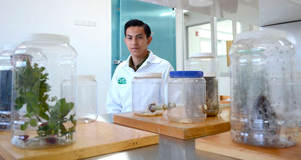 El estudiante de BUAP que explora el reino de las hormigas