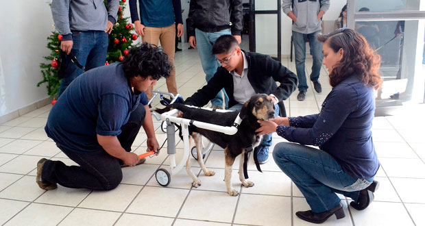 Alumnos de la BUAP diseñan sillas de ruedas para perros inválidos