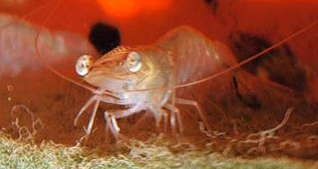 Analizan efecto de dietas en camarón blanco de cultivo