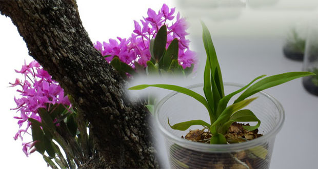 Pese a su venta, orquídeas se encuentran en peligro de extinción
