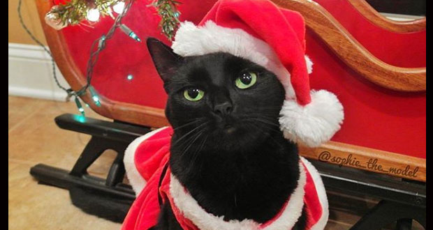 Los gatos llenan de ternura Instagram con su espíritu navideño