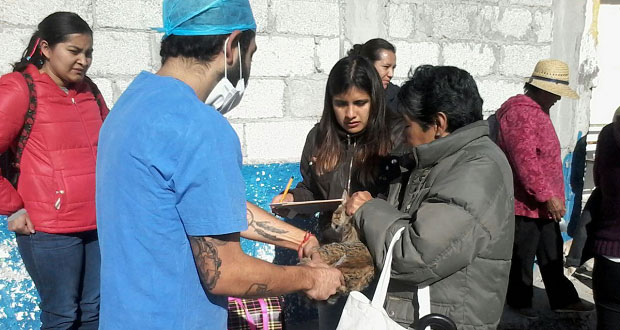Comuna de Puebla realiza jornada de esterilización de mascotas