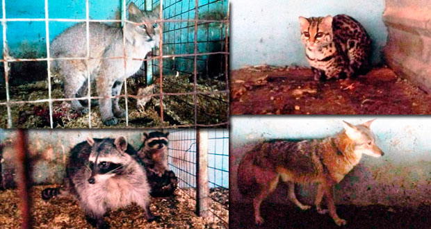 En Sierra Norte, rescatan a 6 animales silvestres de origen ilegal