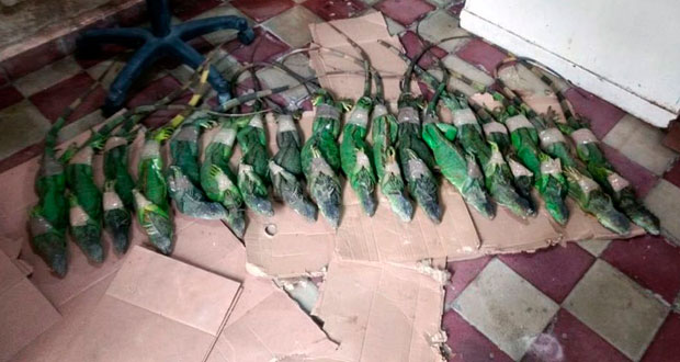 Rescatan a 34 iguanas y 29 tortugas abandonadas en la CAPU