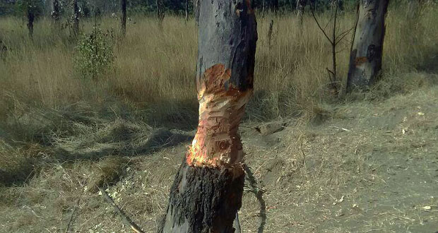 Detienen a dos menores por daños a un árbol del cerro Zapotecas