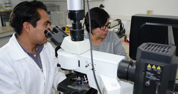 Icuap descubre un ganglio que incidiría en producción de óvulos