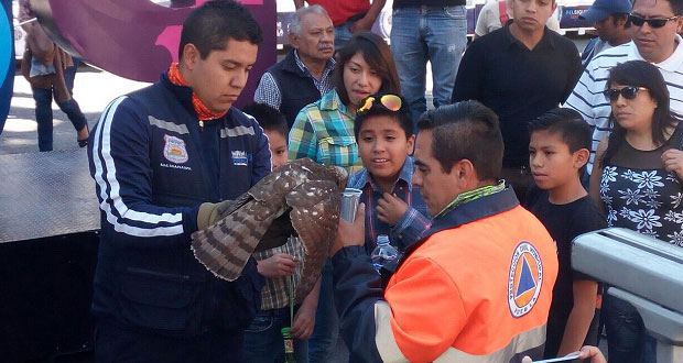 Protección Civil rescata ave tipo azor en el zócalo de Puebla