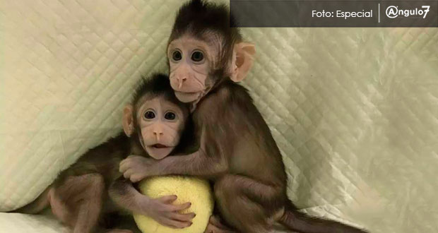En China, clonan dos monos con misma técnica que a oveja “Dolly”