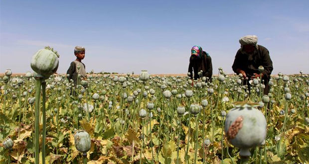 Producción de opio aumenta 87 por ciento en Afganistán durante 2017