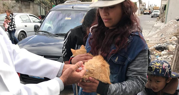 Comuna poblana invita a llevar mascotas a centros de esterilización