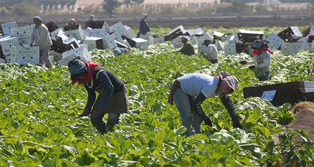 A Canadá llegarán 26 mil jornaleros de Puebla y otros estados