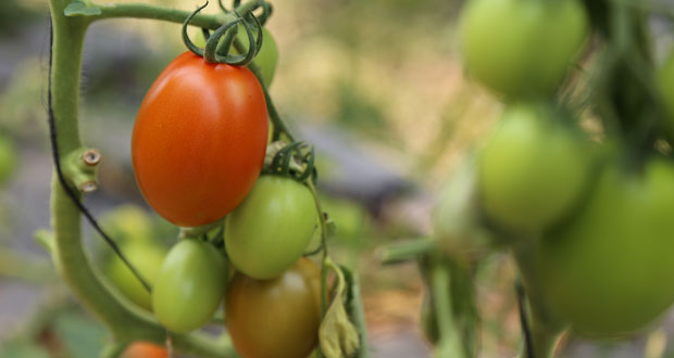 Darán incentivos de hasta 8 mdp a productores del sur de México