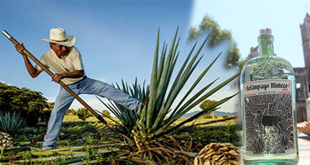 Buscan impulsar producción de mezcal en ejido El Aguacate