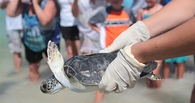 Gulf World Marine Instituto rescata 850 tortugas en Florida