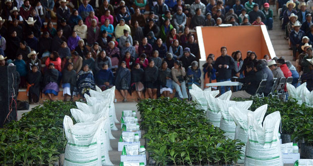 Antorcha entrega cafetos y fertilizante a campesinos de Huitzilan