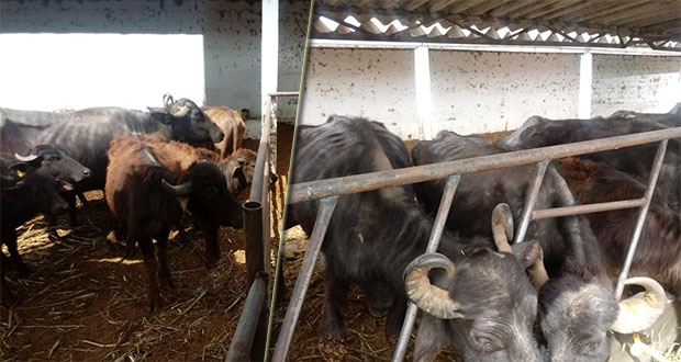 Profepa asegura en Puebla 44 búfalos en condiciones precarias