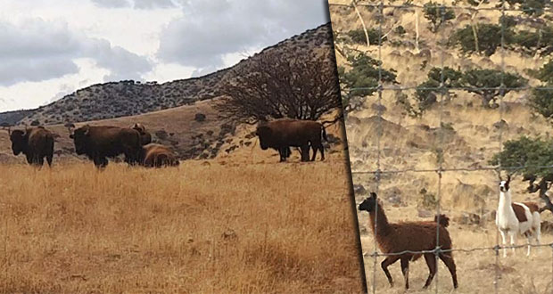 Decomisan ranchos de César Duarte con 30 bisontes y otros animales