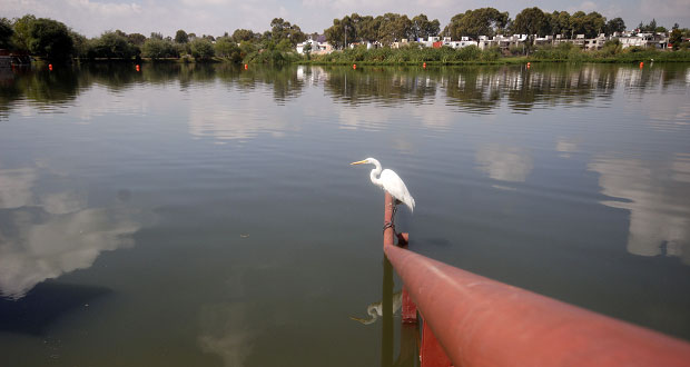 biodiversidad-laguna-Chapulco