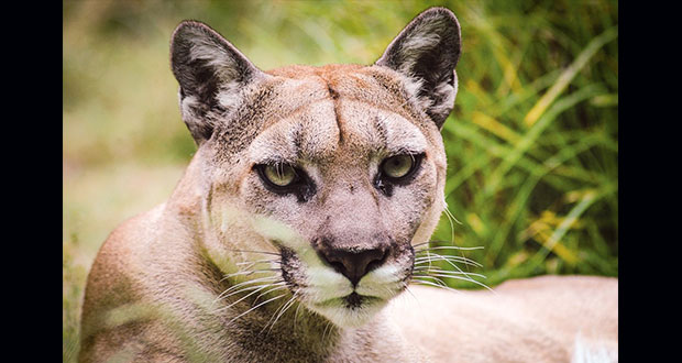 De luto en la UNAM por la muerte de su mascota puma “Miztli”