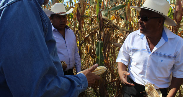 Del 12 al 16 de febrero, exhibirán razas de maíz nativas de Puebla