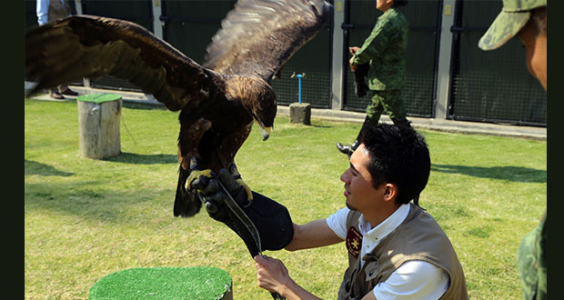 Centro del Águila Real rehabilita 4 ejemplares para liberarlos