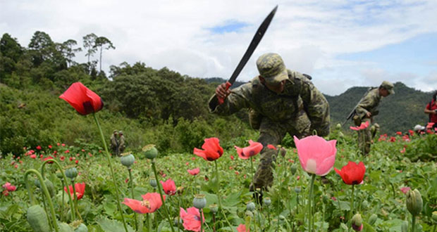 Siembra de amapola desplaza a la de mariguana