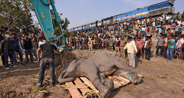 Tren arrolla manada de elefantes en la India