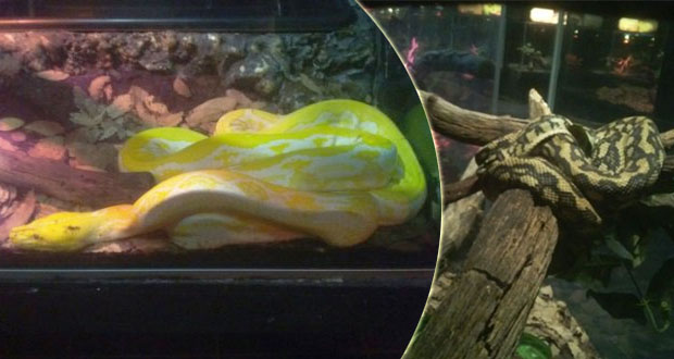 Por falta de documentos, Profepa asegura 62 reptiles de Six Flags