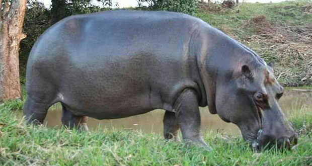 Capturan a “Tyson”, hipopótamo abandonado