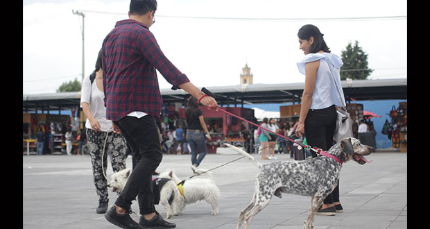 pasear-perros