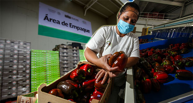 En 5 años, la SE ha destinado más de 626 mdp para mil 340 proyectos