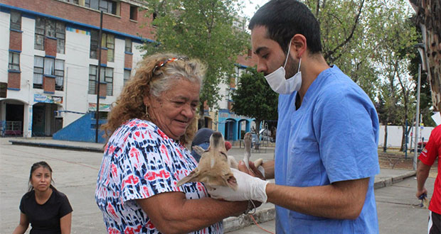 Ayuntamiento esteriliza y vacuna mascotas de vecinos de Amalucan