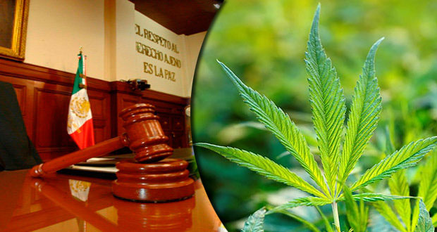 Otorga SCJN otro amparo para cultivar y consumir mariguana