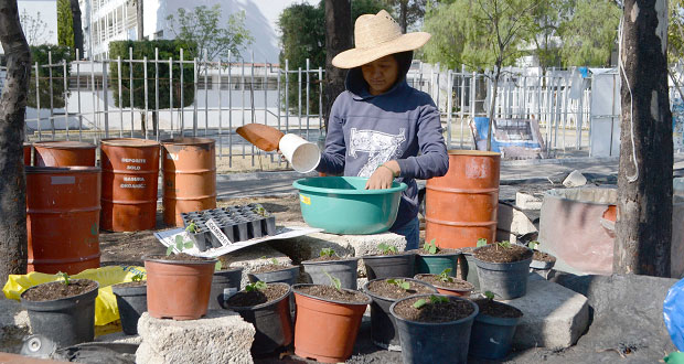 BUAP y Bio Planet París sembrarán 12 millones de árboles por año