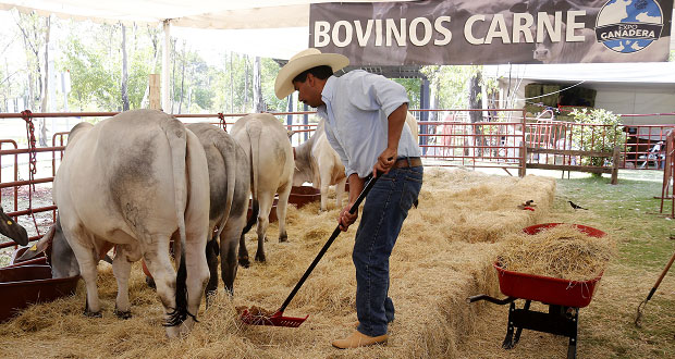 Conoce la agroindustria poblana en la “Expo ganadera” de la feria