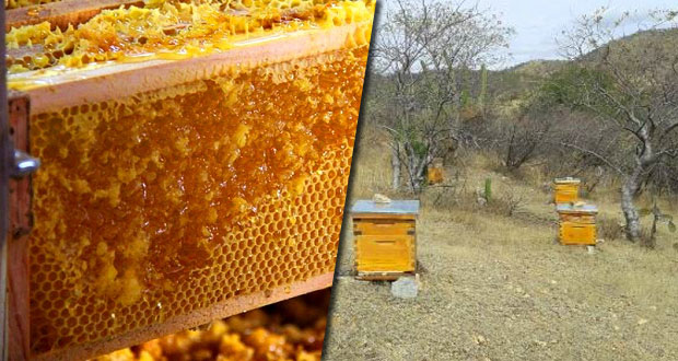 Puebla, octavo productor de miel de septiembre a diciembre de 2017