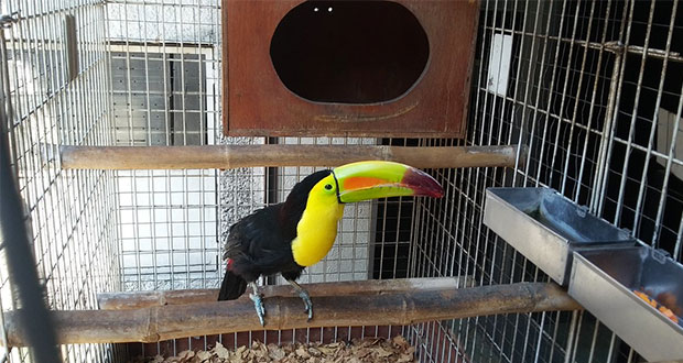 Profepa asegura 20 especies de la fauna silvestre en Puebla capital