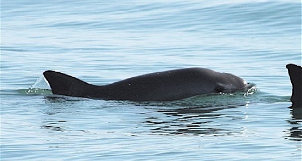 Semarnat ampliará el área de protección a la vaquita marina