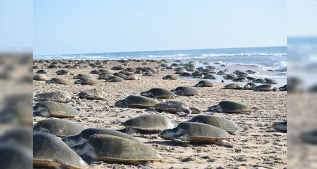 Más de 8 mil tortugas Lora llegan a Tamaulipas, cifra más destacada