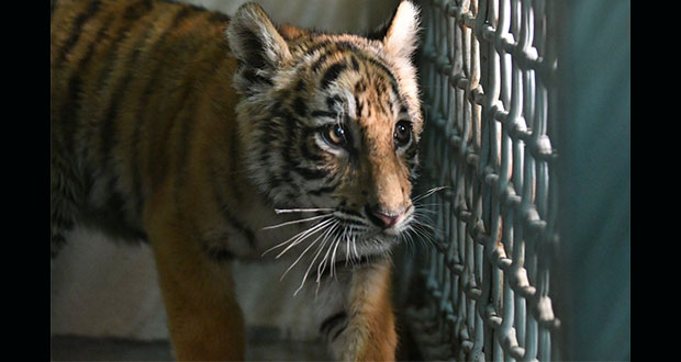 Rescatan cachorro de tigre abandonado en la frontera México-EU